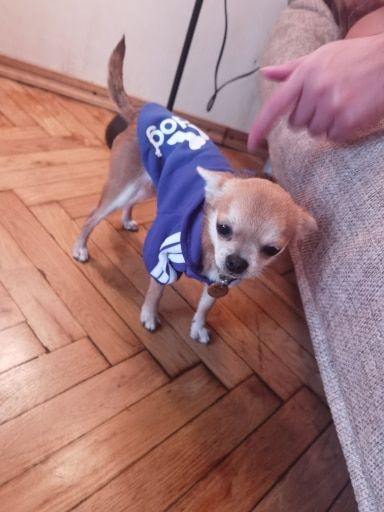 Customer photo review of Felpa "Adidog" Blu