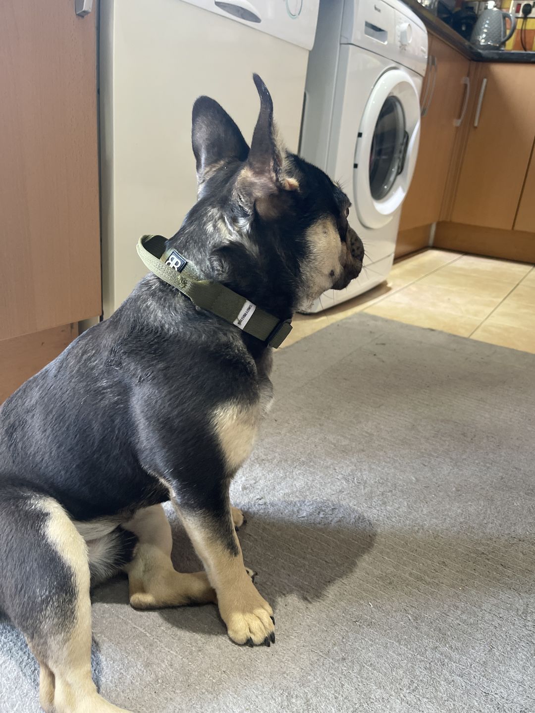 Customer photo review of 2.5cm Combat® Collar | With Handle & Rated Clip - Khaki v2.0