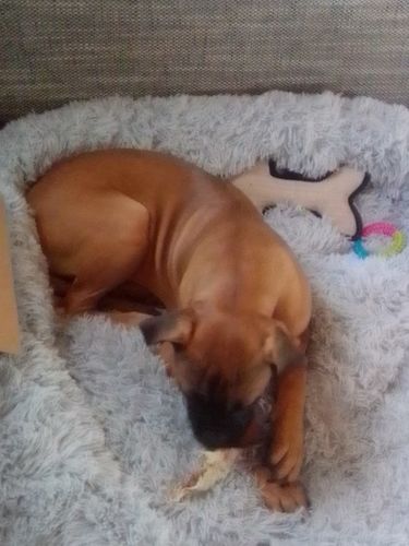 Customer photo review of Hundebett rund Wuscheldonut