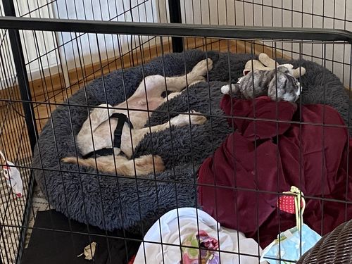 Customer photo review of Puppery Kuschelbett - Das Original