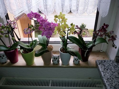 Customer photo review of 3er Set - Phalaenopsis Table Dance - Farbmix mit je 3+ Stielen
