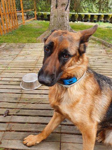 Customer photo review of Collier Anti Aboiement PuppySafe