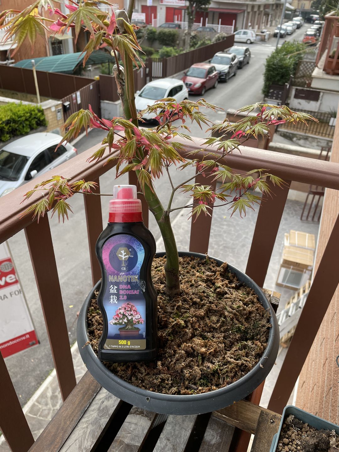 Customer photo review of NANOTEK CB® (DNA BONSAI 2.0)