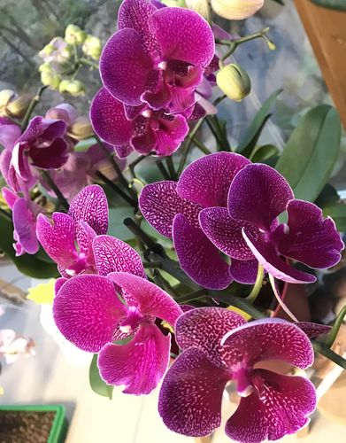 Customer photo review of Two of Us - Tying Shin Galaxy mit 3+ Stielen