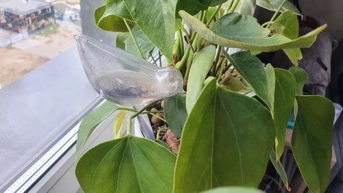 Customer photo review of Ultimativer Pflanzenvogel