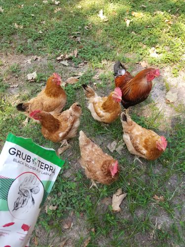 Customer photo review of GrubTerra Dried Larvae
