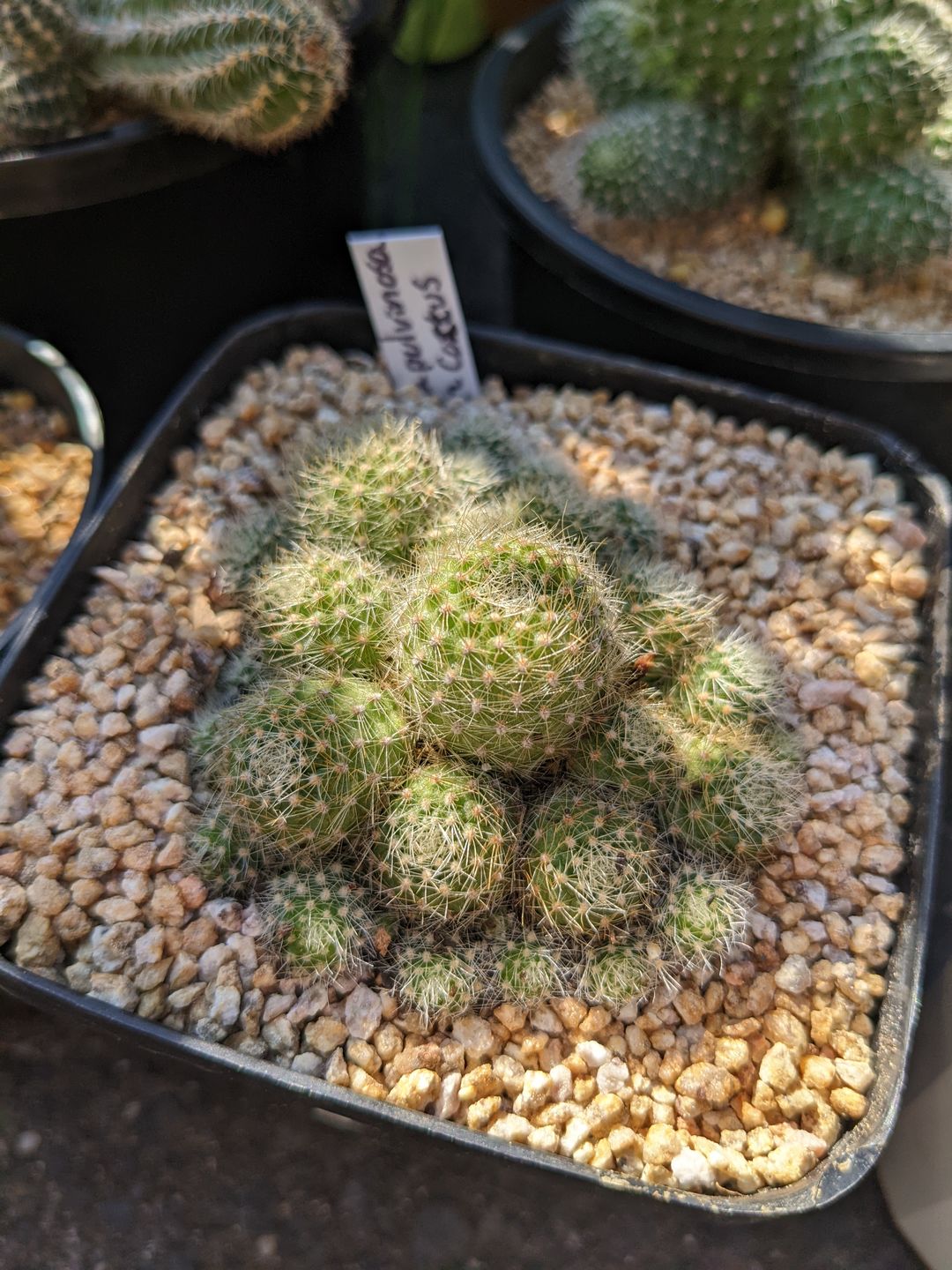 Customer photo review of Rebutia pulvinosa 'Crown Cactus' - Orange flowers
