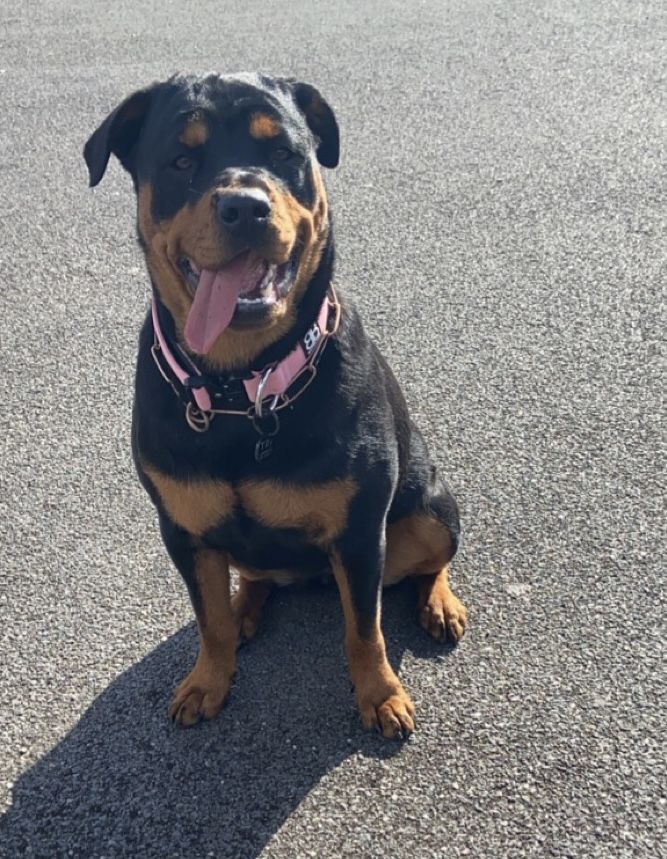 Customer photo review of 4cm Combat® Collar | Rated Clip - NO HANDLE - Pink v2.0