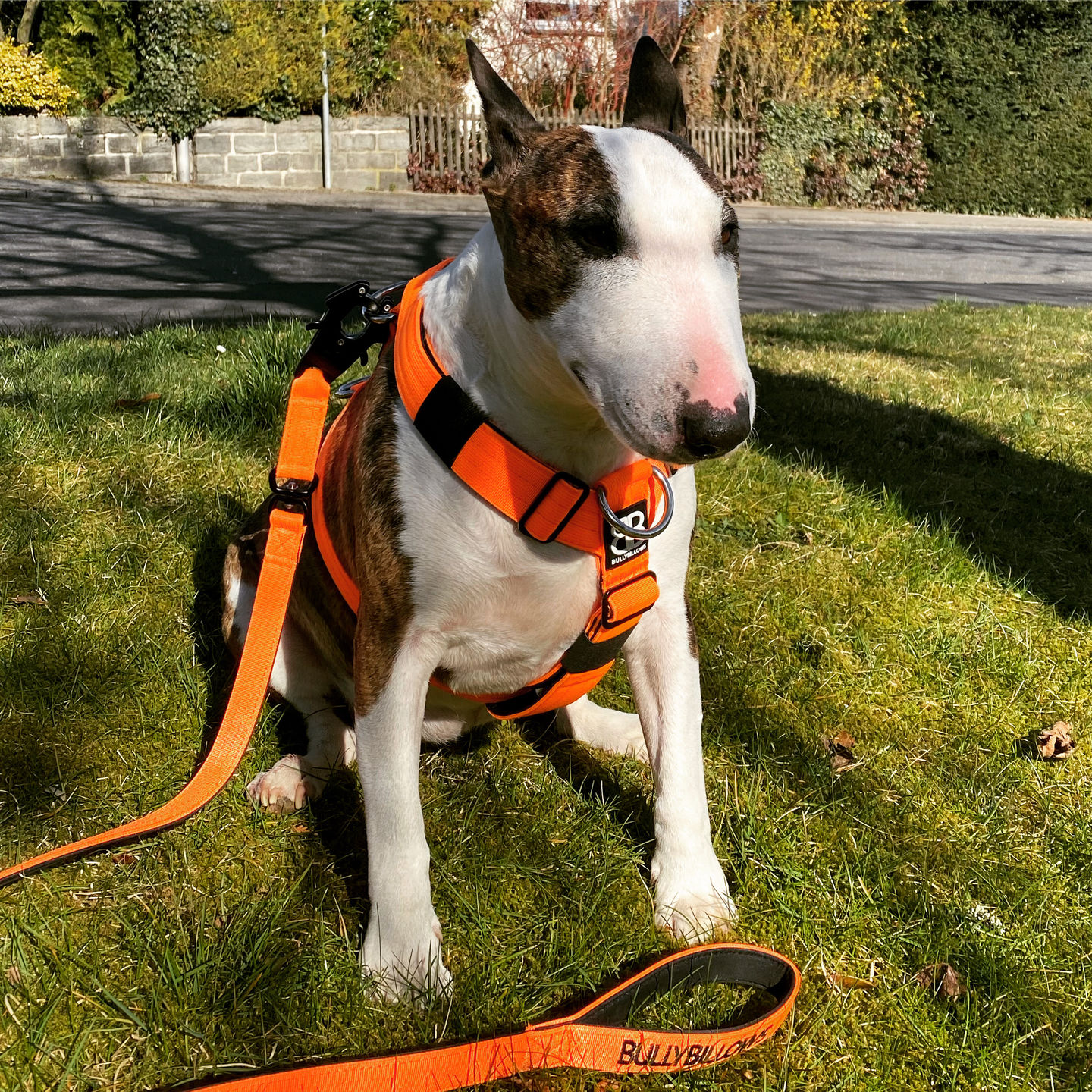 Customer photo review of 1.4m Swivel Combat Lead | Neoprene Lined, Secure Rated Clip with Soft Handle - Orange