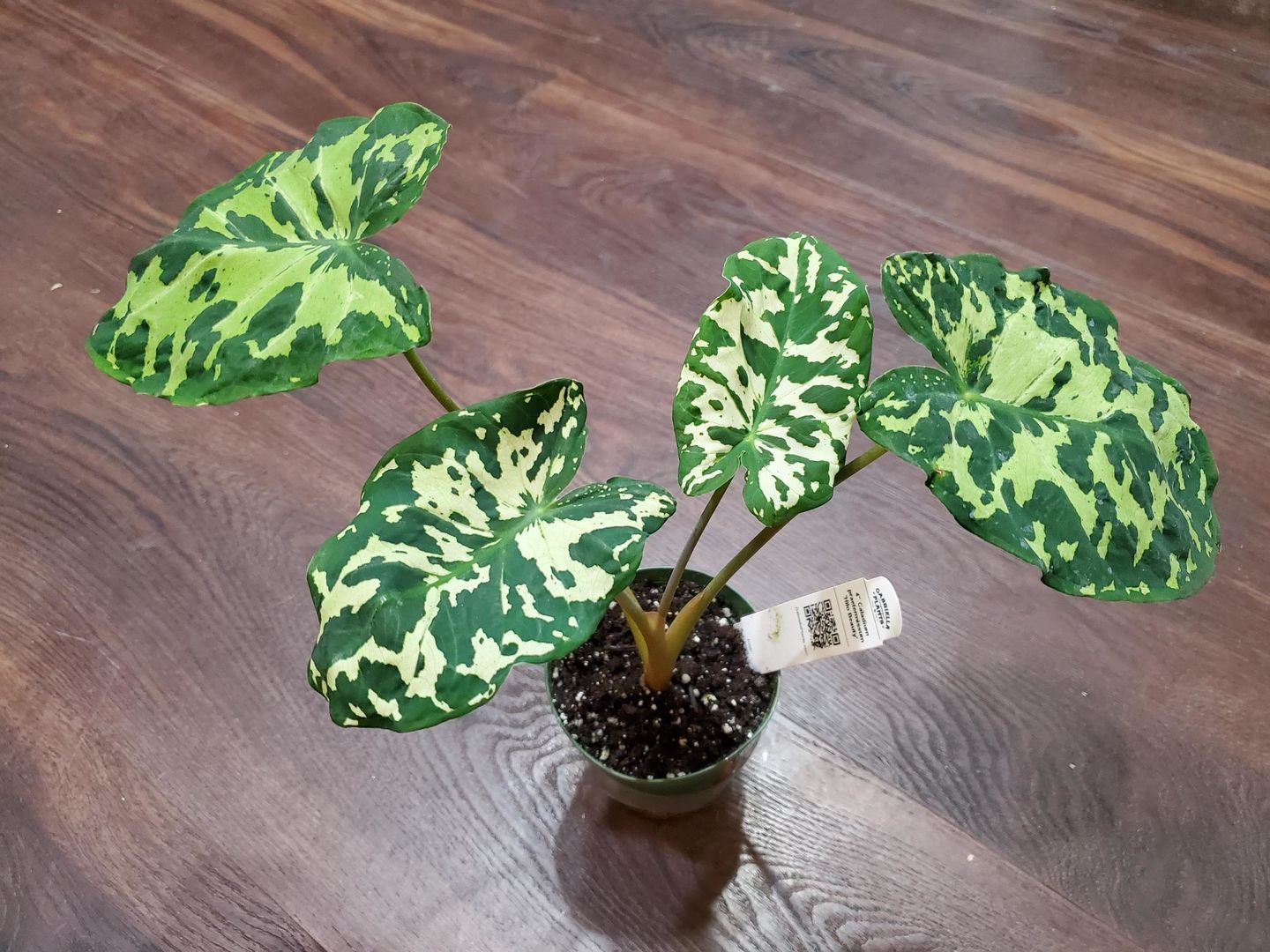 Customer photo review of 4" Caladium praetermissum 'Hilo Beauty'