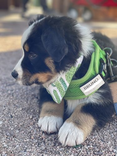 Customer photo review of Slide-On ID Tag