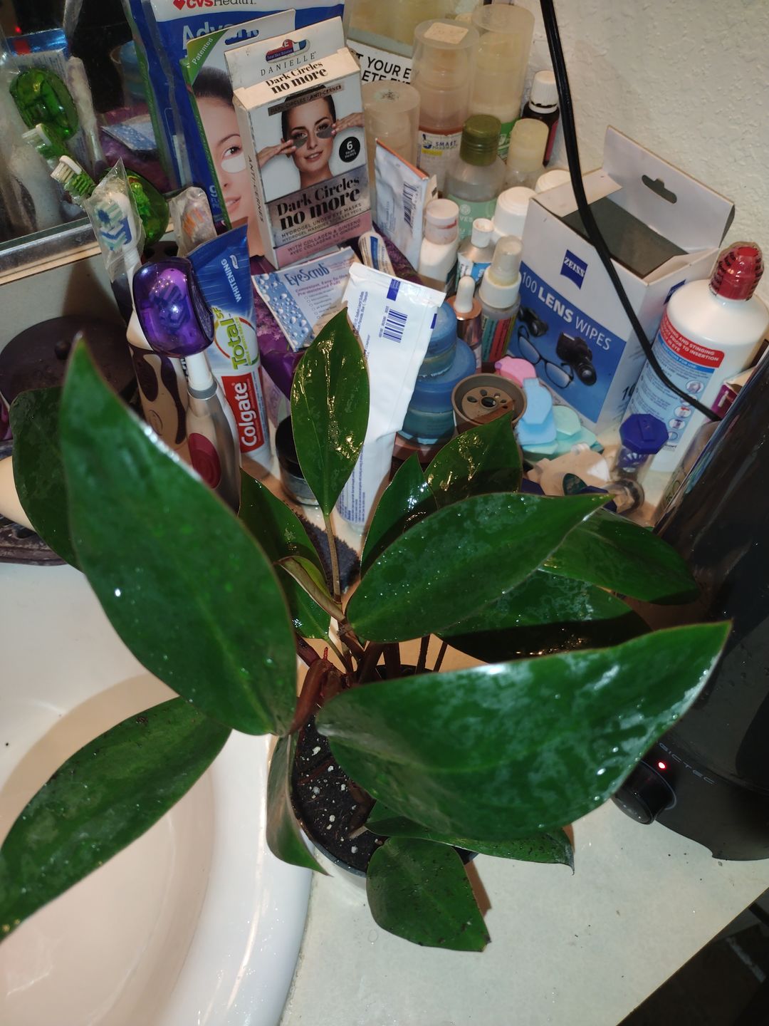 Customer photo review of 4" Philodendron 'Red Back'
