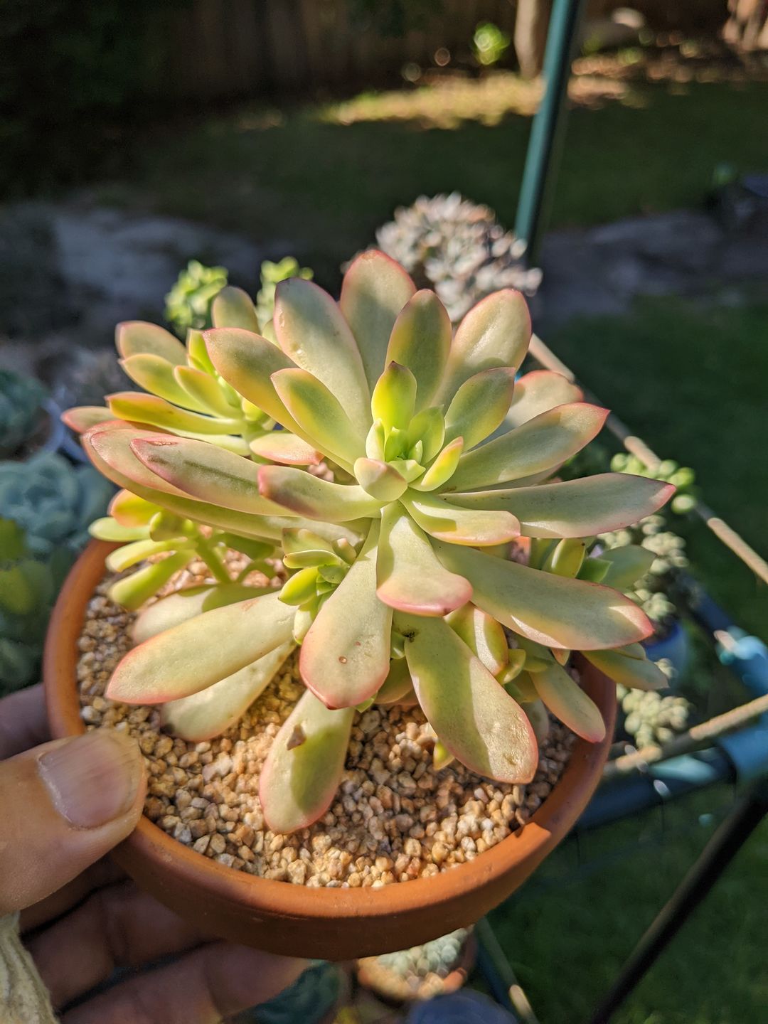Customer photo review of Echeveria Mini Bell Albo Variegata