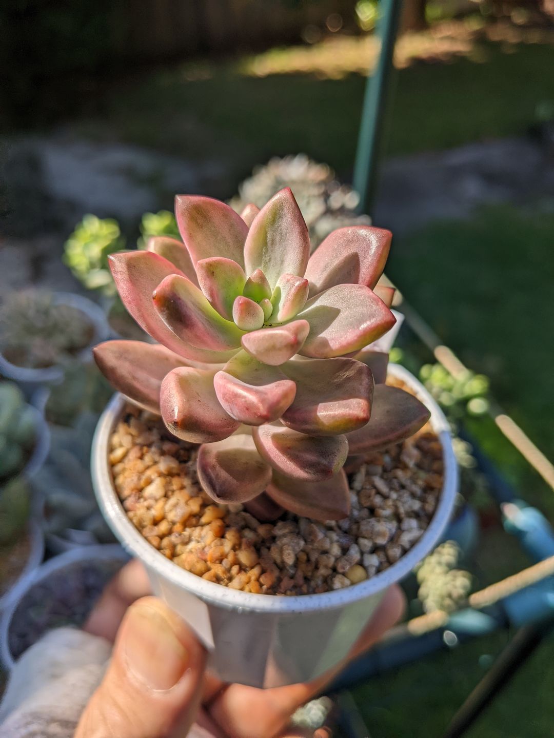 Customer photo review of Graptosedum Bronze Variegata