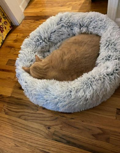 Customer photo review of PaWz Removable Cover Calming Pet Bed