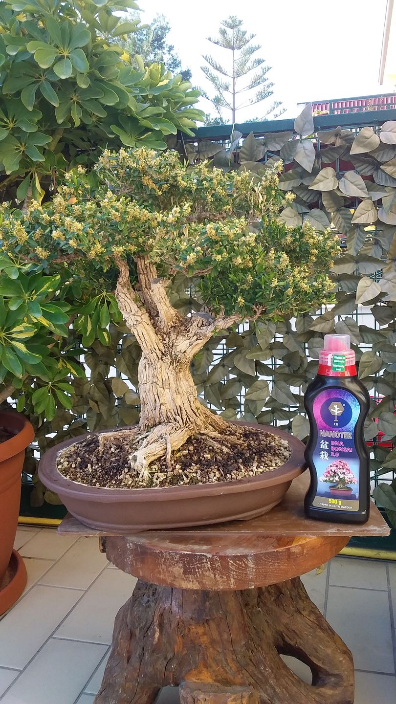 Customer photo review of NANOTEK CB® (DNA BONSAI 2.0)