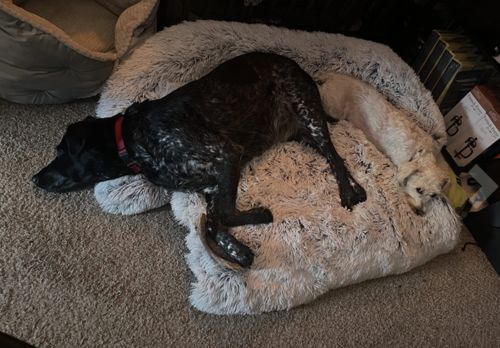 Customer photo review of PaWz Pet Sofa Cover