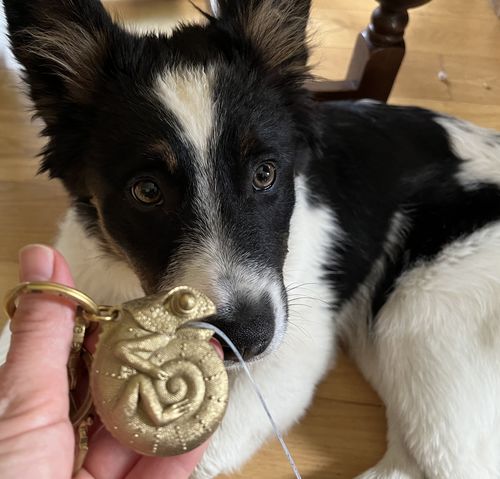 Customer photo review of Chameleon Tape Measure | Brass
