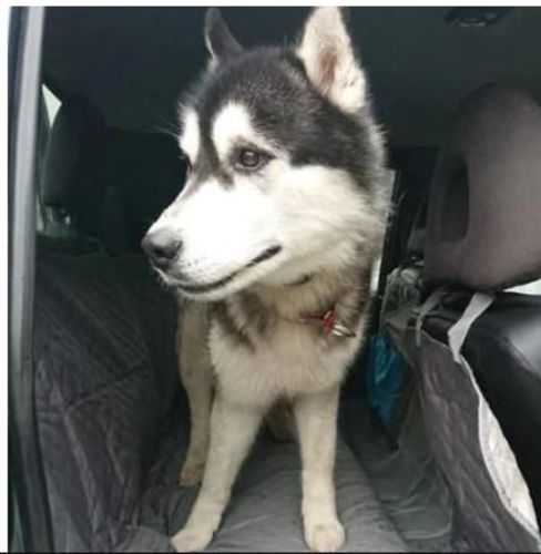 Customer photo review of Waterproof Dog Seat Cover + Free Buckle Leash