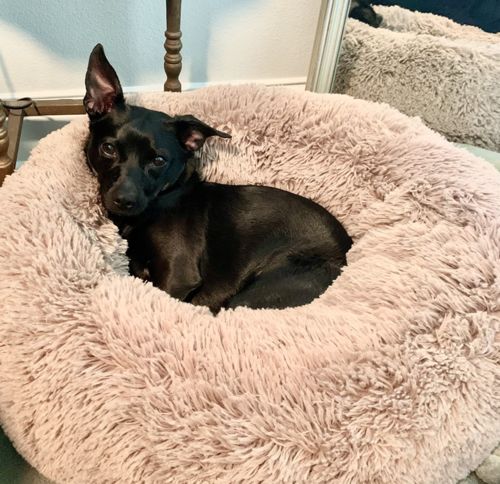 Customer photo review of PaWz Removable Cover Calming Pet Bed
