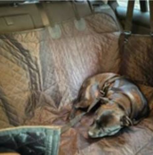 Customer photo review of Waterproof Dog Seat Cover + Free Buckle Leash