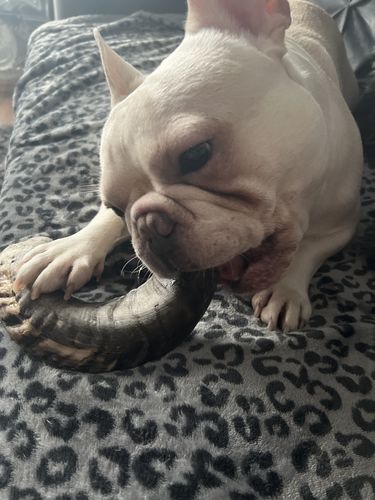 Customer photo review of Anco Lamb Horn