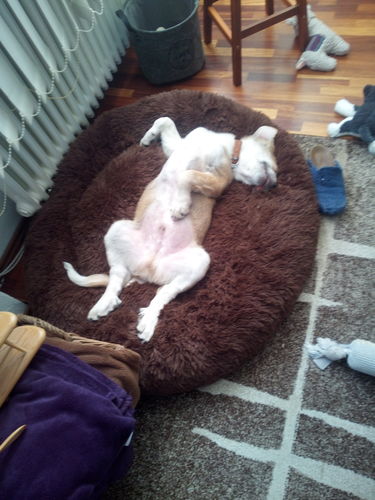 Customer photo review of Puppery Kuschelbett - Das Original