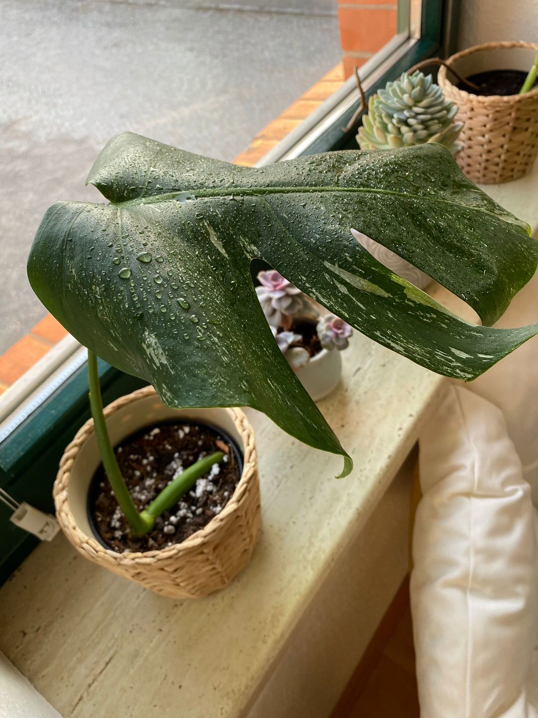 Customer photo review of MONSTERA BORSIGIANA VARIEGATA