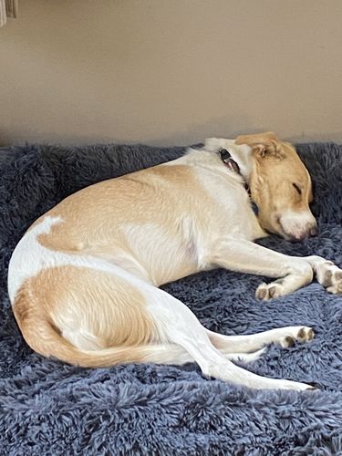Customer photo review of Calming Couch Bed