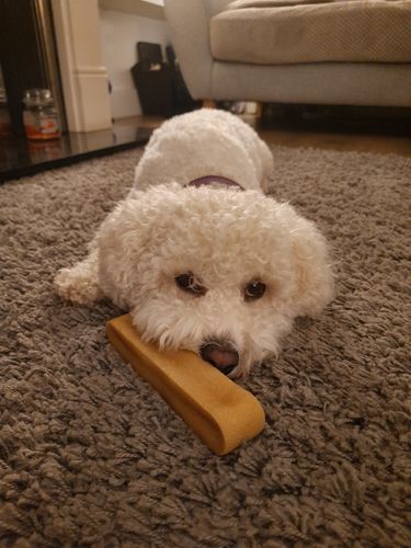 Customer photo review of BAF Yak Chews