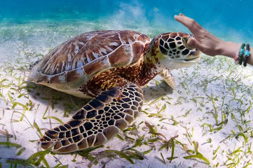 Customer photo review of "Turtle" tracking bracelet