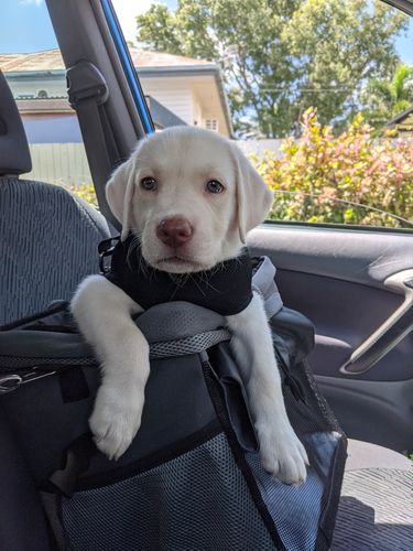 Customer photo review of All In One Pet Carrier Bag | Dog Bike Basket | Backpack for Dogs & Cats | Car Booster Seat
