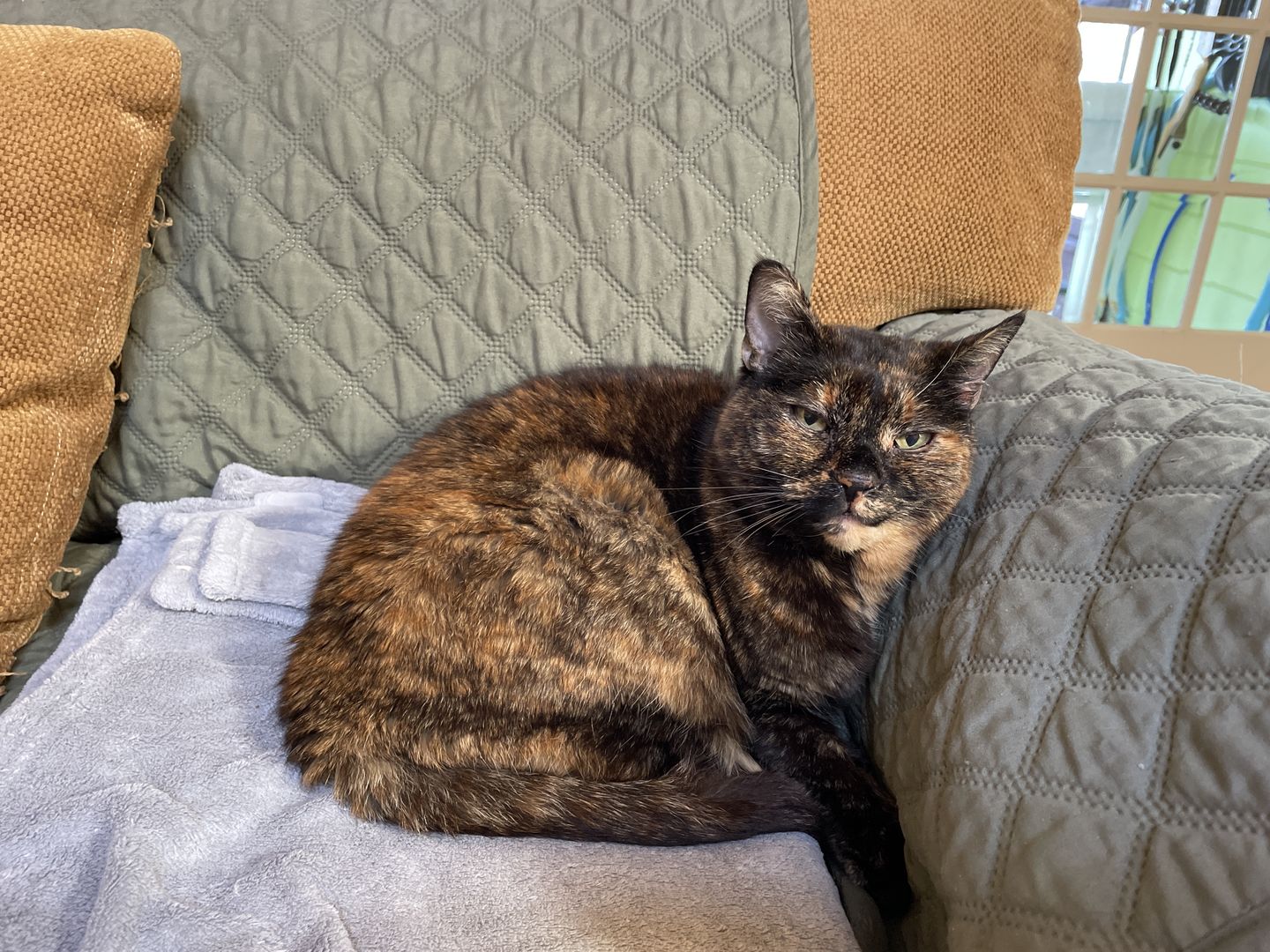 Customer photo review of Pet Health+™
