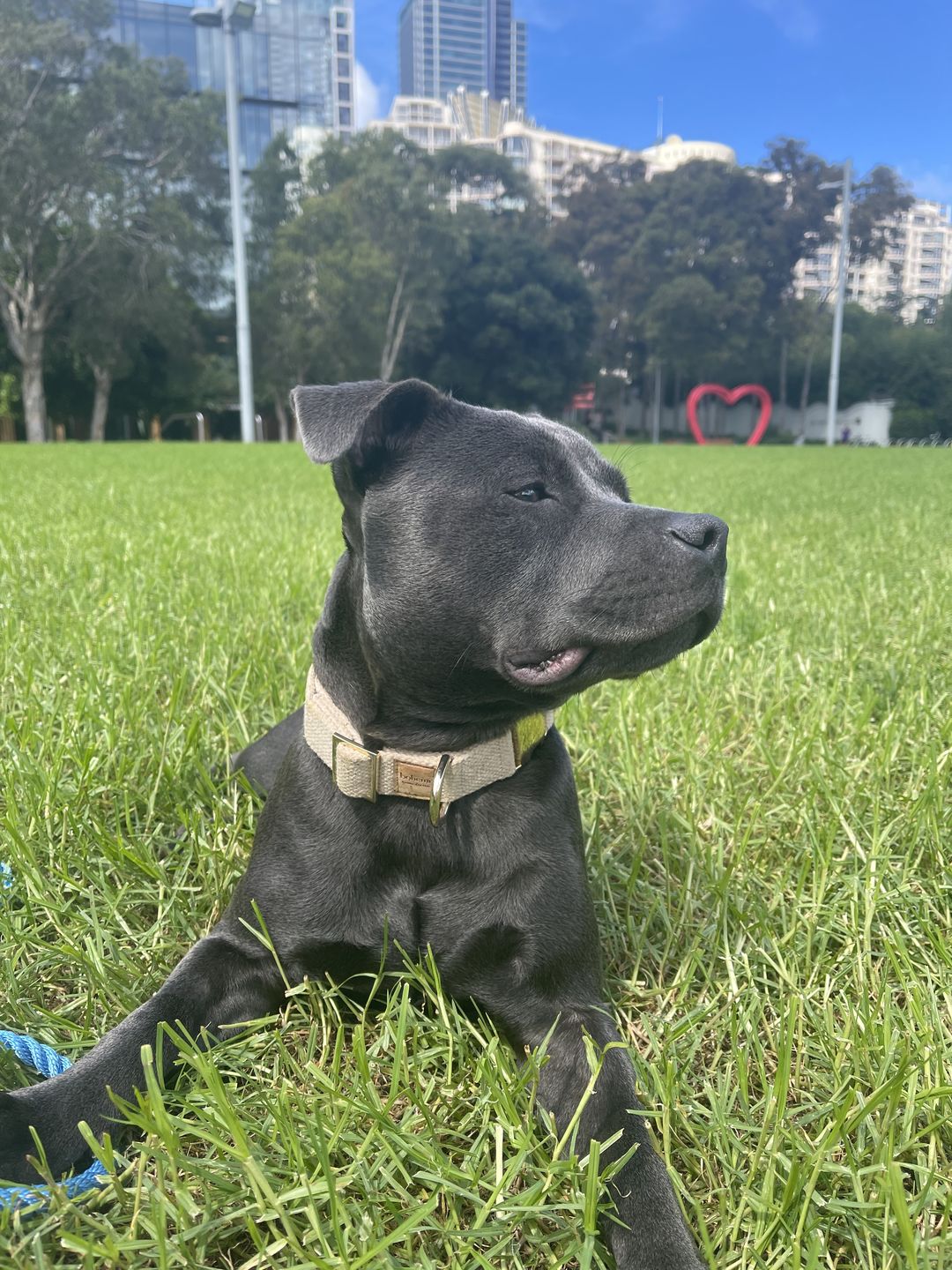 Customer photo review of Heavy Duty Hemp Canvas Dog Collar - Gold