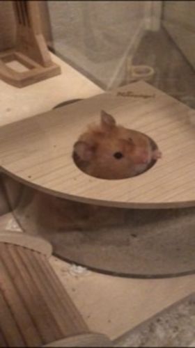 Customer photo review of Niteangel Small Animal Sand-Bath Box - Acrylic Critter's Sand Bath Shower Room & Digging Sand Container for Hamsters Mice Lemming Gerbils or Other Small Pets