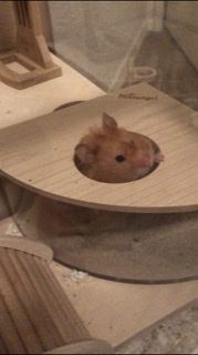 Customer photo review of Niteangel Small Animal Sand-Bath Box - Acrylic Critter's Sand Bath Shower Room & Digging Sand Container for Hamsters Mice Lemming Gerbils or Other Small Pets