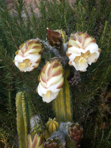 Customer photo review of San Pedro Cactus | Echinopsis pachanoi