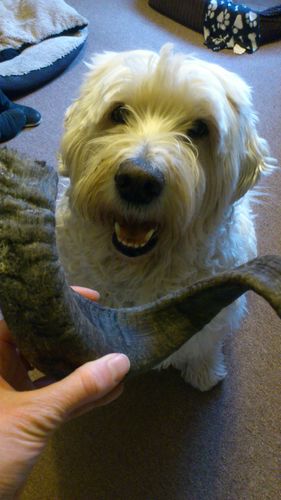 Customer photo review of Anco Lamb Horn