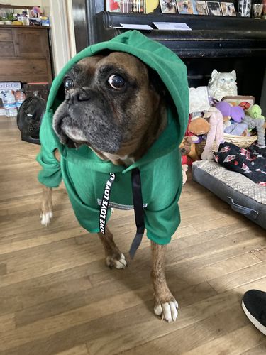 Boxer Halloween Costume Dog 2022