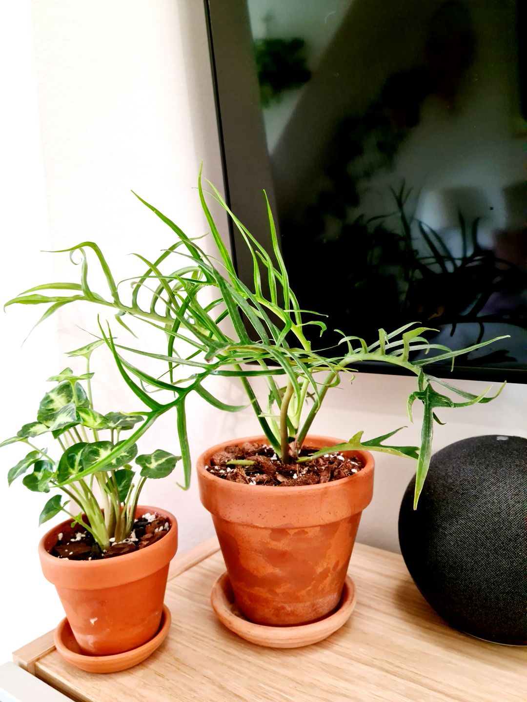 Customer photo review of PHILODENDRON TORTUM