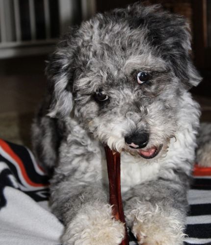 Customer photo review of 6" Beef Bladder Sticks - 12 Units