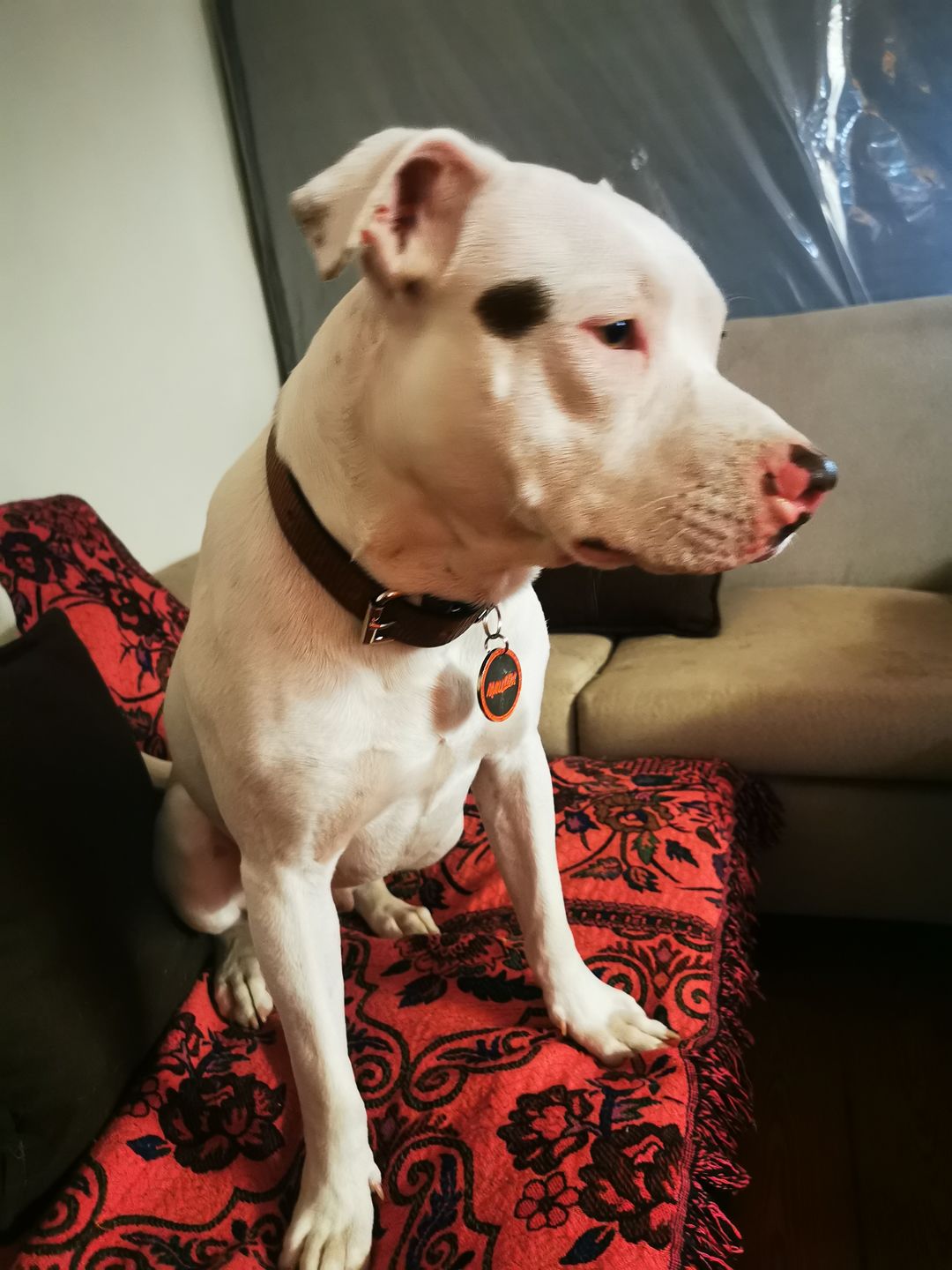 Customer photo review of Collar Duke Marrón Corrugado Envejecido/Marrón Corrugado Envejecido