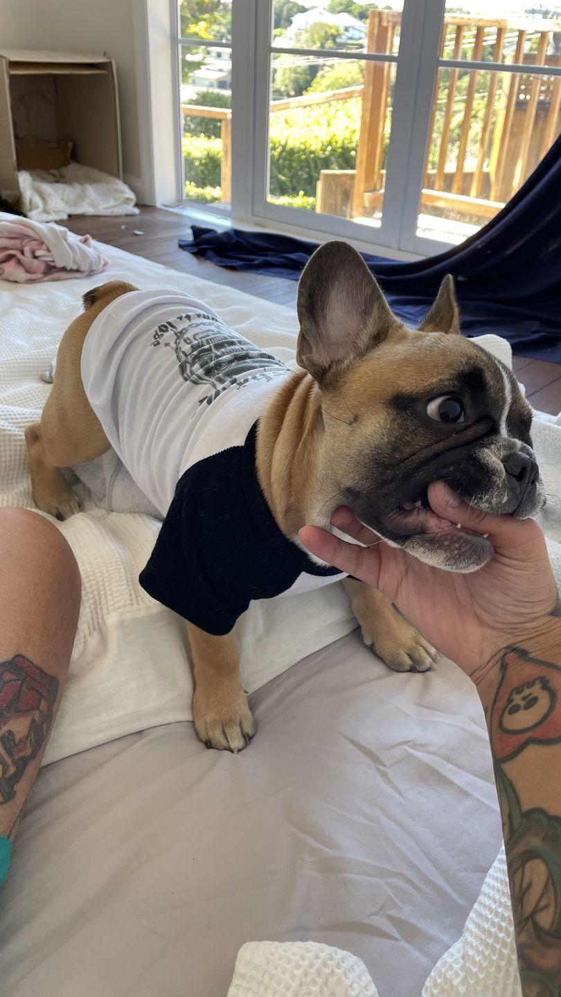 Customer photo review of Motorhound Raglan Dog Tee
