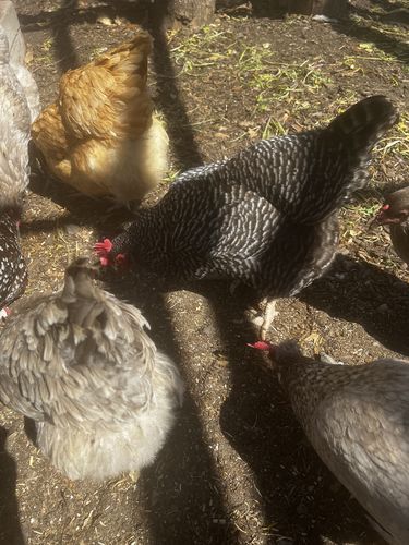 Customer photo review of GrubTerra Dried Black Soldier Fly Larvae