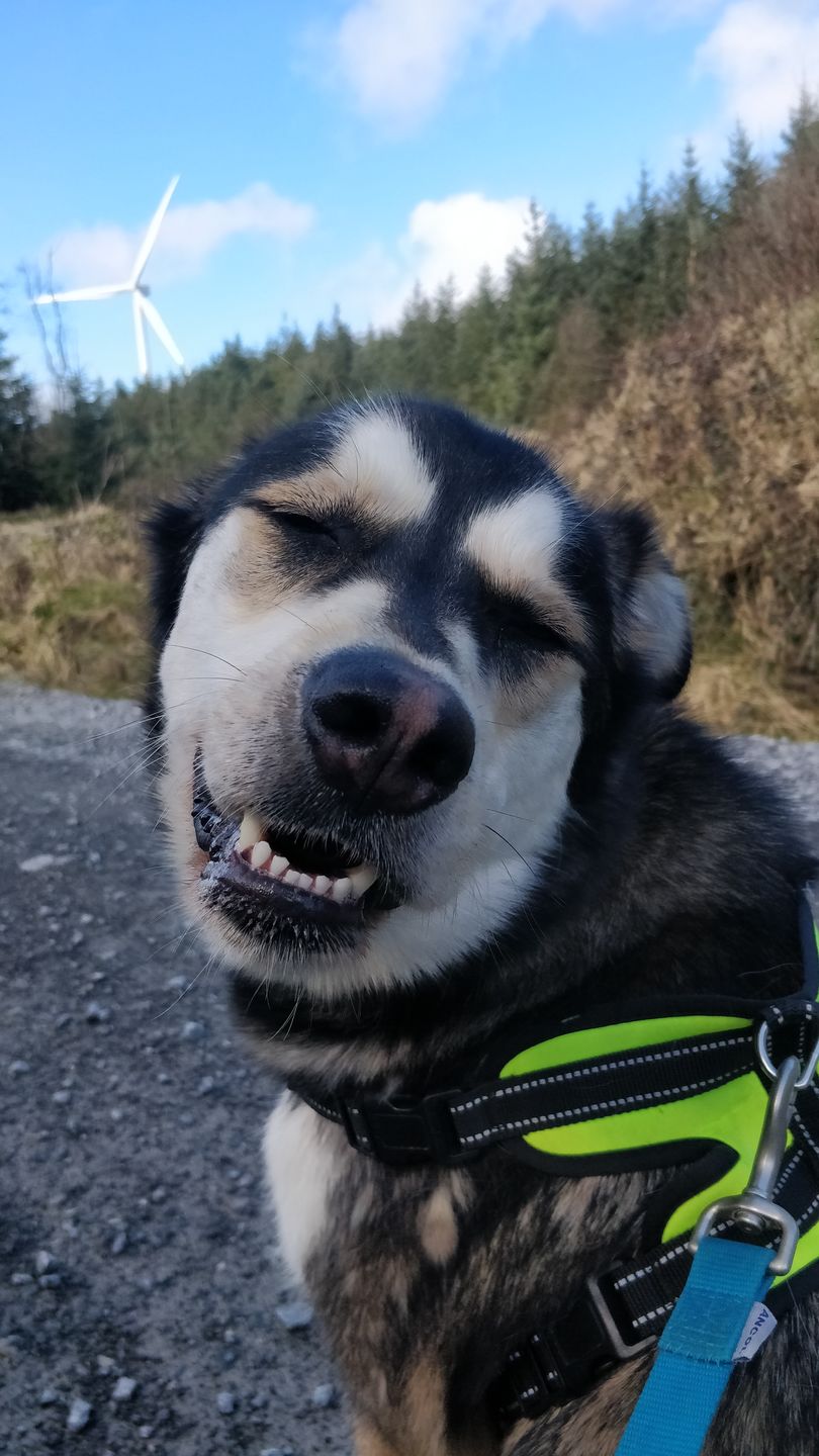 Customer photo review of Anti Bark Training Collar
