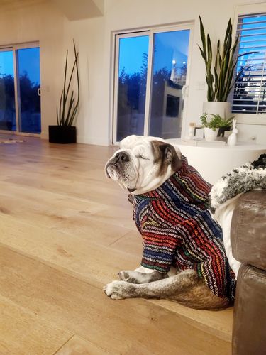 Customer photo review of Playa Poncho