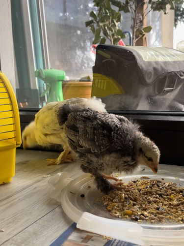 Customer photo review of BlackTasty™ Getrocknete Soldatenfliegenlarven