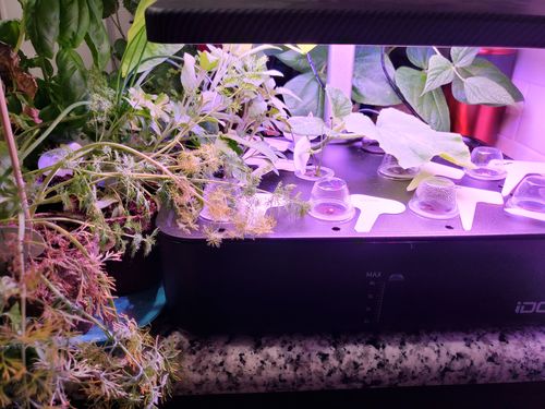 Customer photo review of Heirloom Vegetable Seeds - (55 Variety)