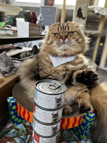 Customer photo review of Tuna & Salmon Recipe Flaked Dinner In Broth Adult Cat Food, 2.8-oz, Case of 12