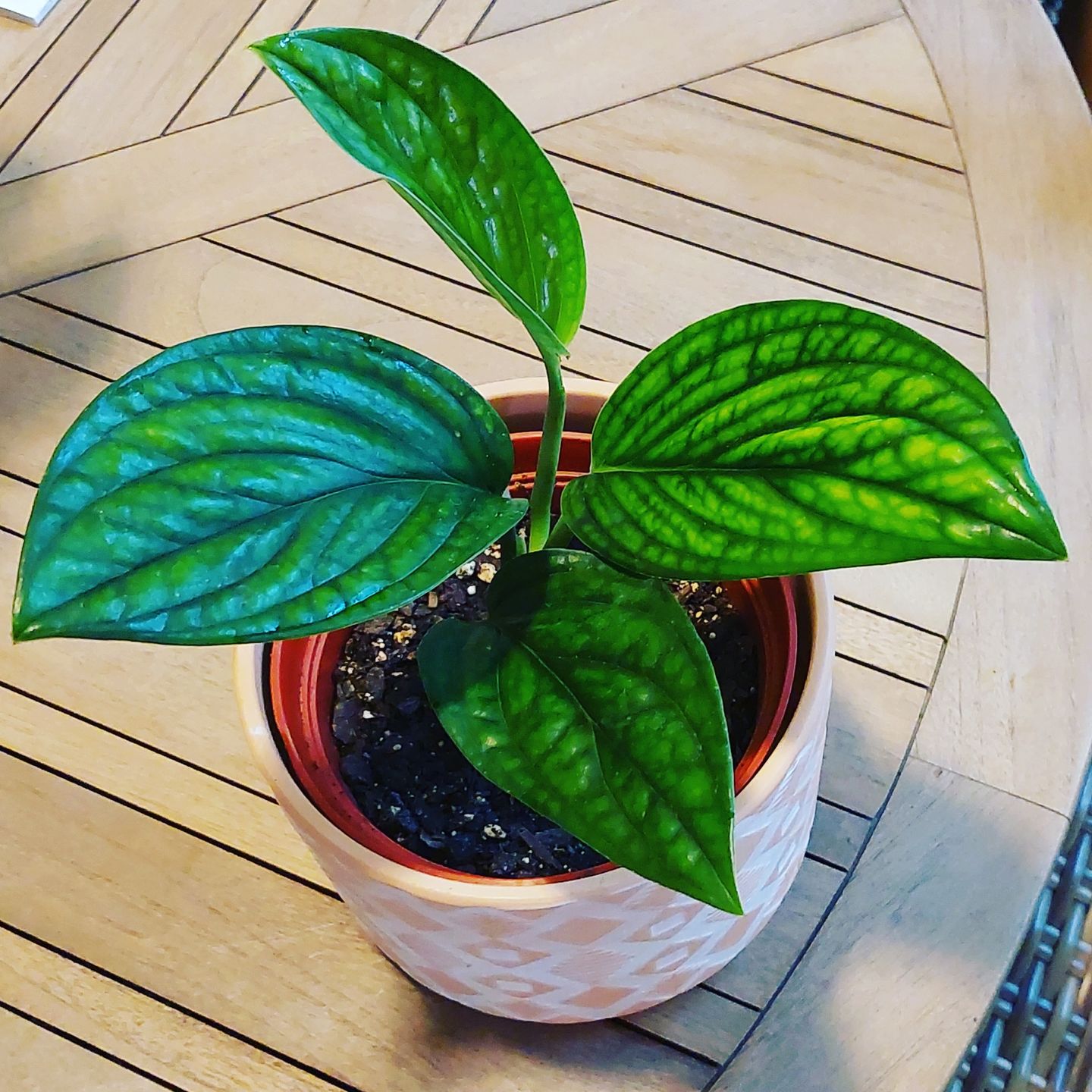 Customer photo review of 3" Monstera sp. 'Peru'